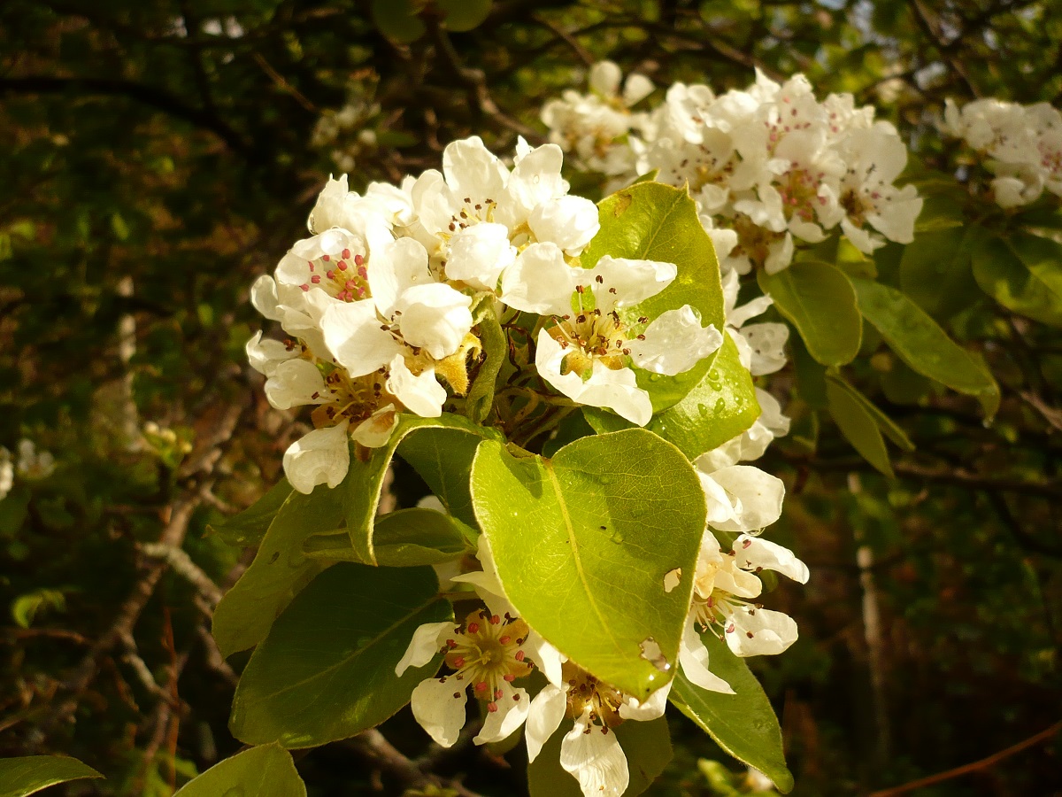 Pyrus communis subsp. communis (Rosaceae)